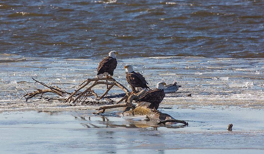 Bald eagles on the Mississippi River near Fort Madison, Iowa.