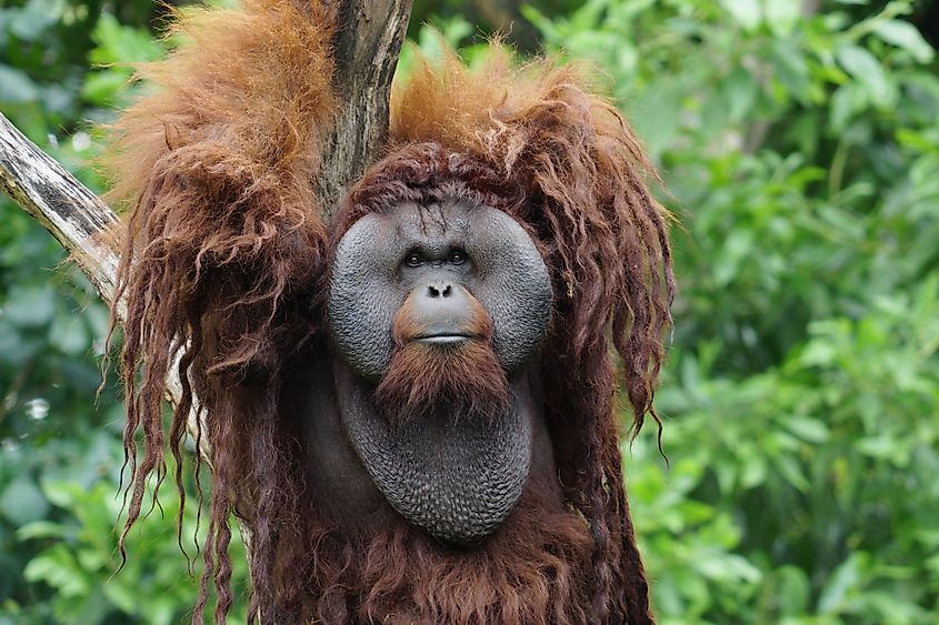 10 Interesting Facts About Orangutans - WorldAtlas