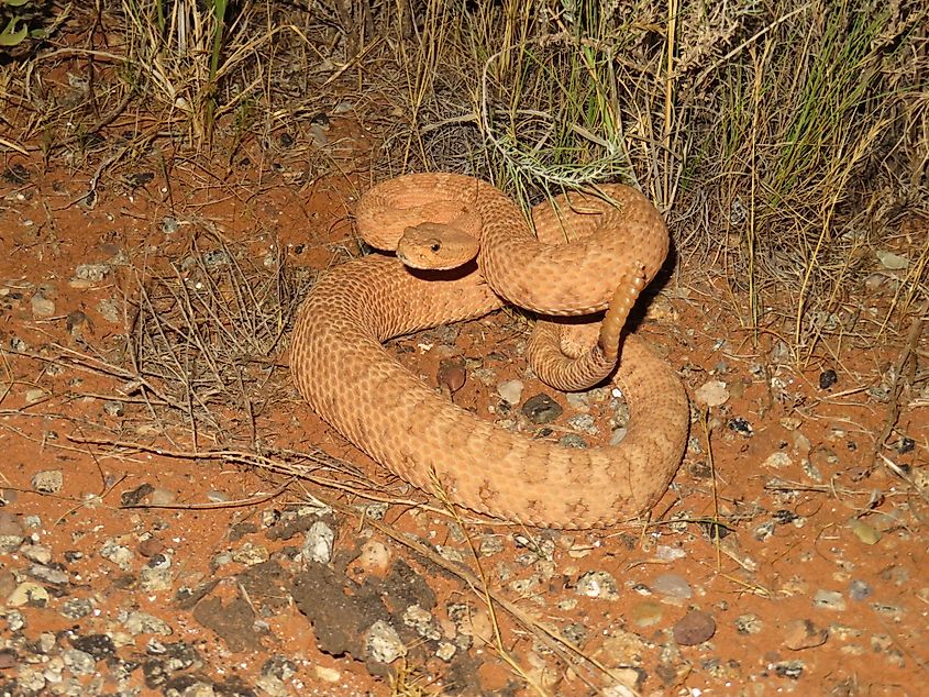 Crotalus concolor. In Wikipedia. https://en.wikipedia.org/wiki/Crotalus_concolor By Don F Becker - Own work, CC0, https://commons.wikimedia.org/w/index.php?curid=81043263