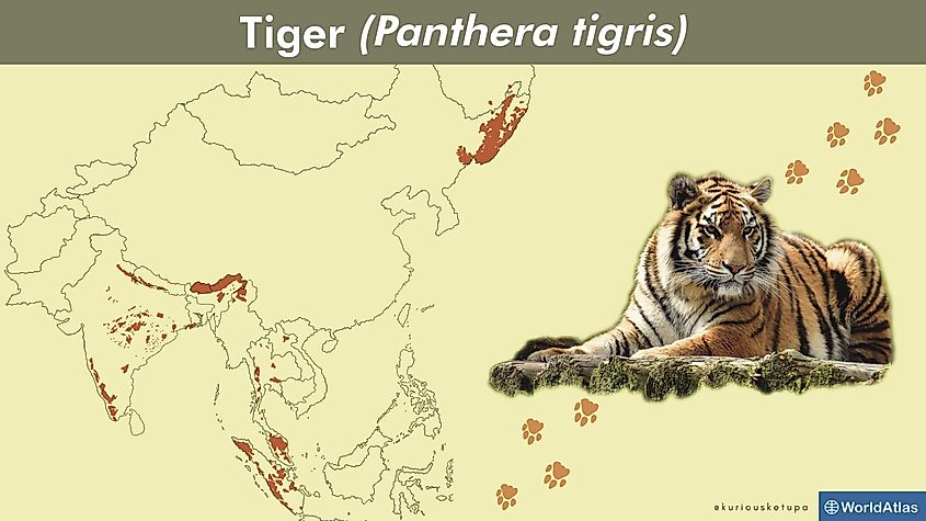 tiger subspecies map