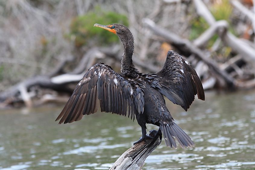 A comorant drying itself along the shore of Cedar Key National Wildlife Refuge, Florida