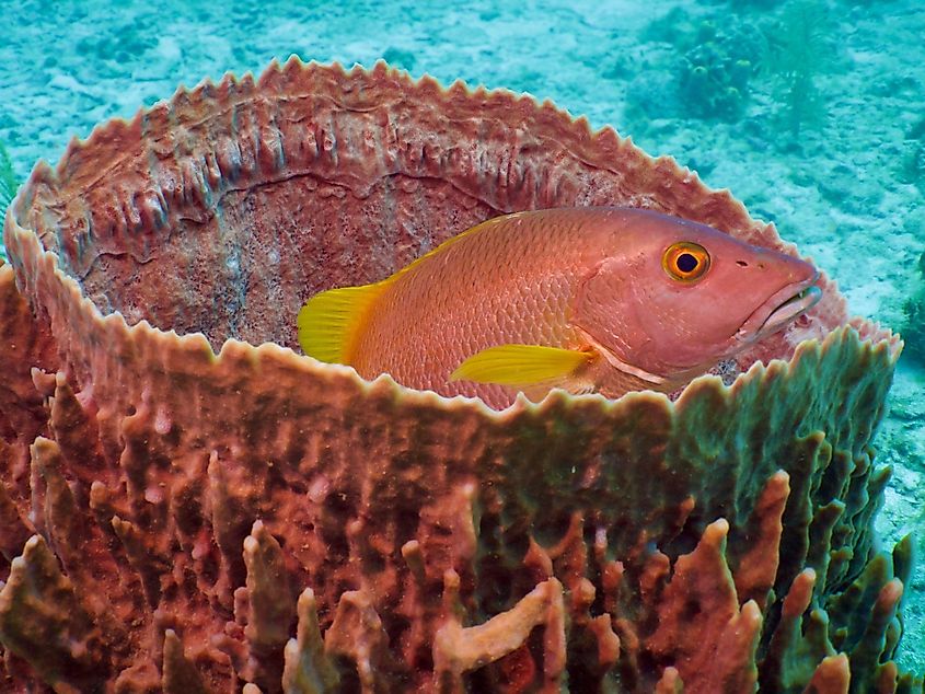 A pink reef fish taking refuge in a barrel sponge. 