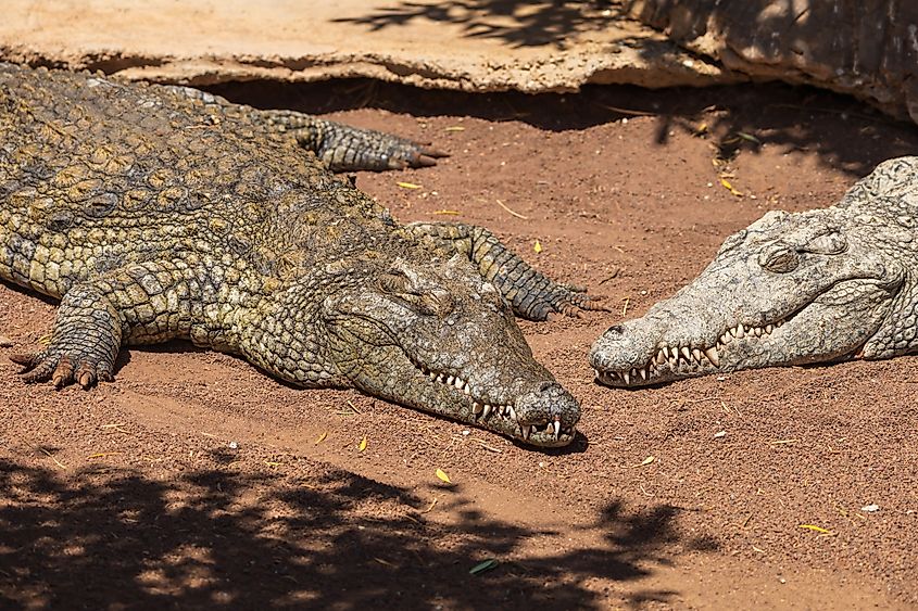 Crocodile's snout is narrower and more pointed
