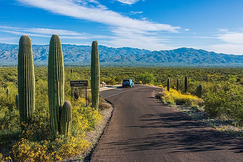 A car at a scenic overlook at Saguaro National Park near Sahuarita, Arizona.