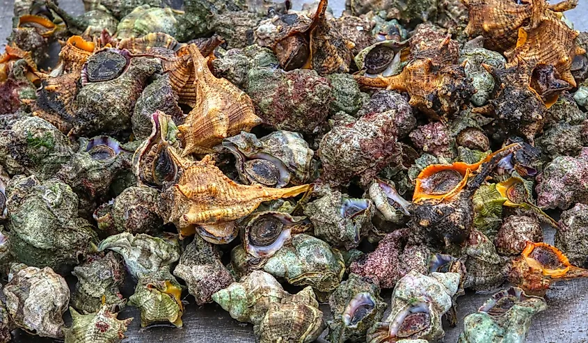 Bolinus brandaris, also called sea snail or purple dye murex, at the fish market ready to be cooked