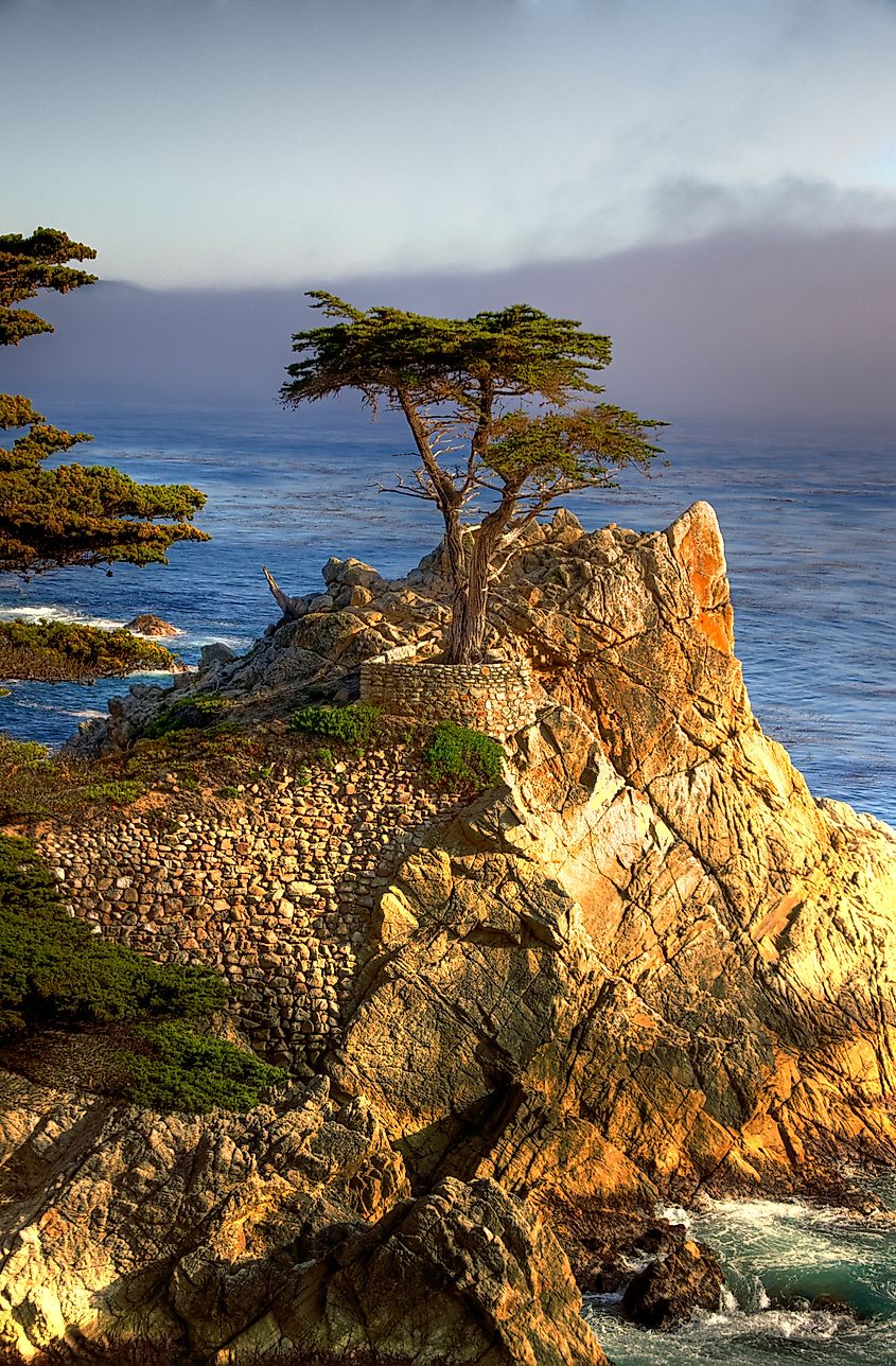 The Lone Cypress, an icon of the region, as seen from 17-Mile Drive in Pebble Beach, California. In Wikipedia. https://en.wikipedia.org/wiki/Pebble_Beach,_California By Sharashish - Own work, Public Domain, https://commons.wikimedia.org/w/index.php?curid=6636478