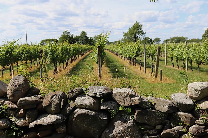 Sakonnet Vineyard in Little Compton, Rhode Island.