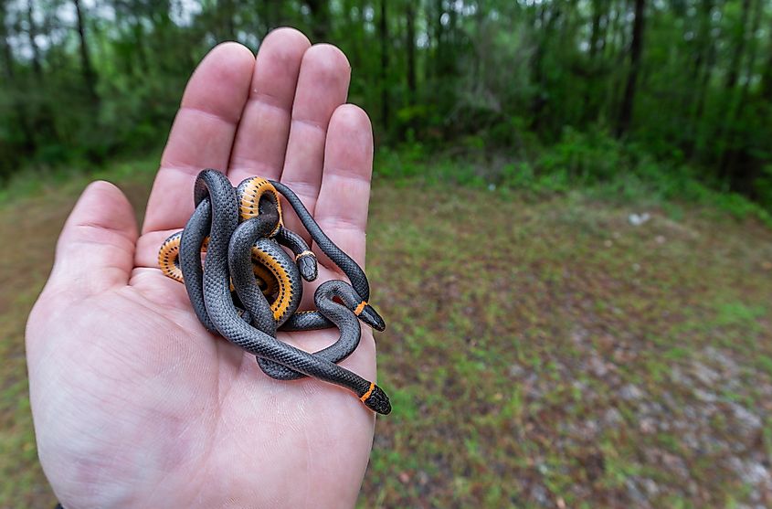 Three ring-necked snakes (diadophis punctatus) in hand