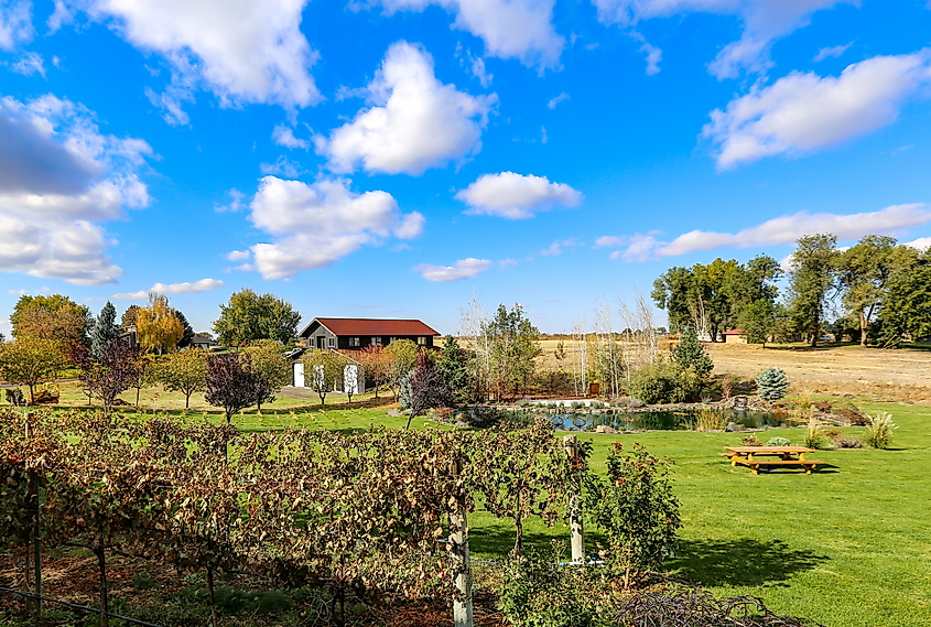 Walla Walla, Washington wine country.