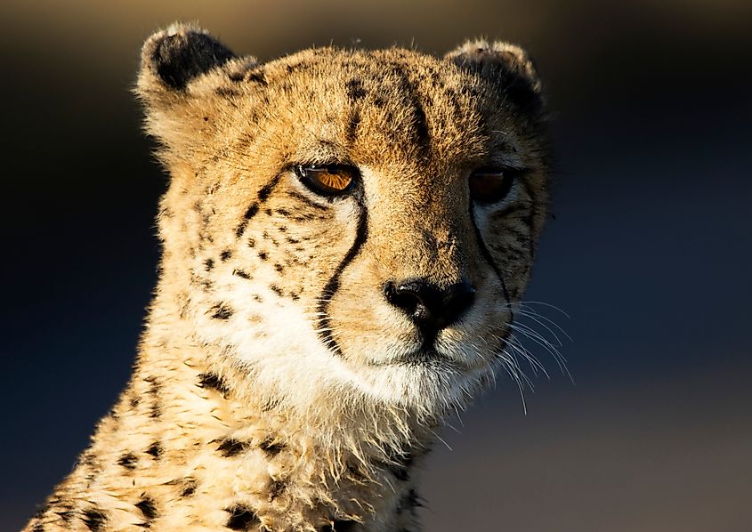 Portrait of a cheetah