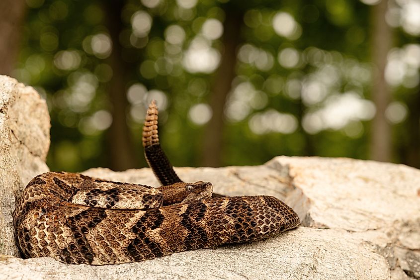 A rattlesnake on a rock.