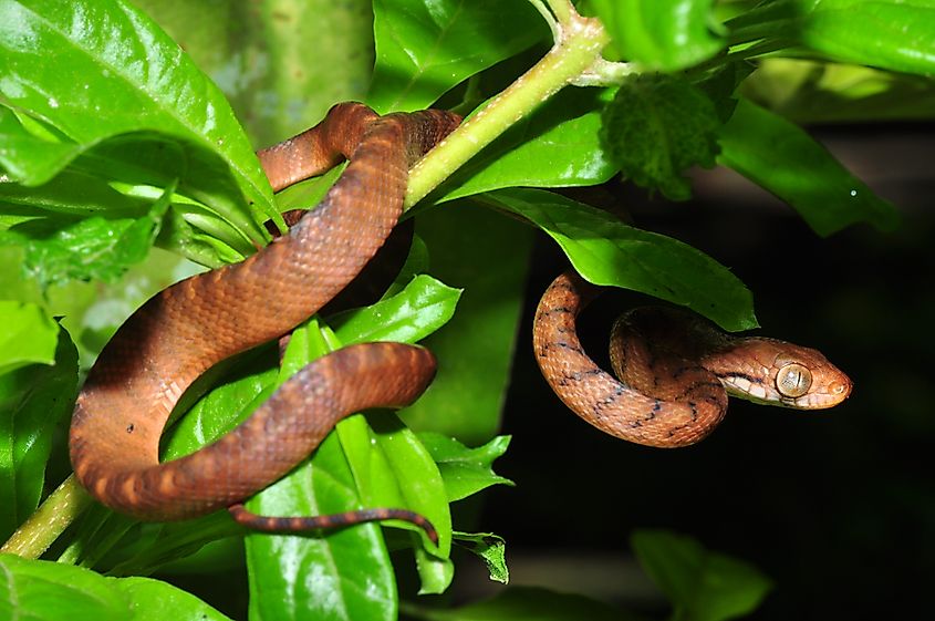 Brown tree snake. In Wikipedia. https://en.wikipedia.org/wiki/Brown_tree_snake By Pavel Kirillov from St.Petersburg, Russia - Brown tree snake (Boiga irregularis), CC BY-SA 2.0, https://commons.wikimedia.org/w/index.php?curid=46853510