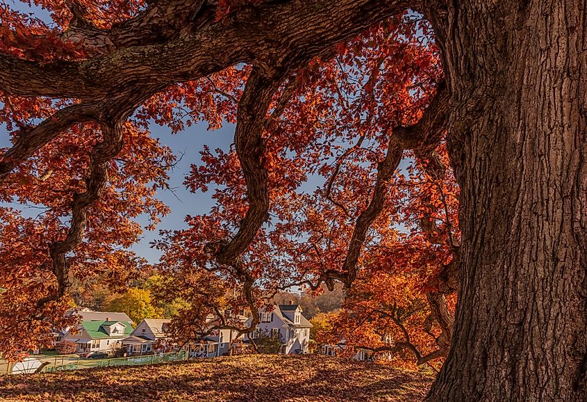 An oak tree in Logan, Ohio.