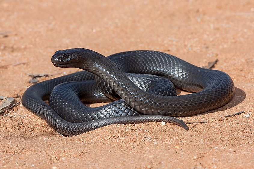 Australian Blue Bellied Black Snake