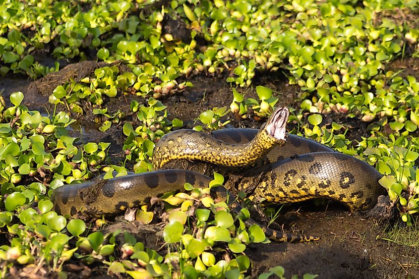 Northern Green Anaconda