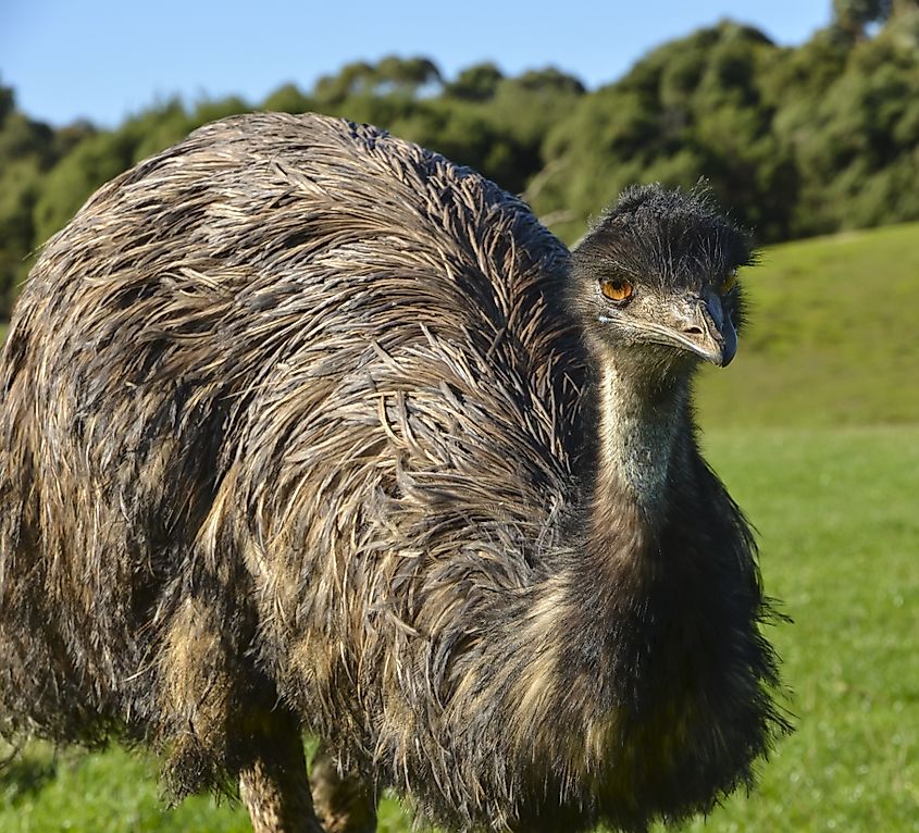 An emu grazing in a field.