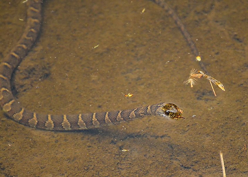 Northern water snake coming to the surface for a breath of air.