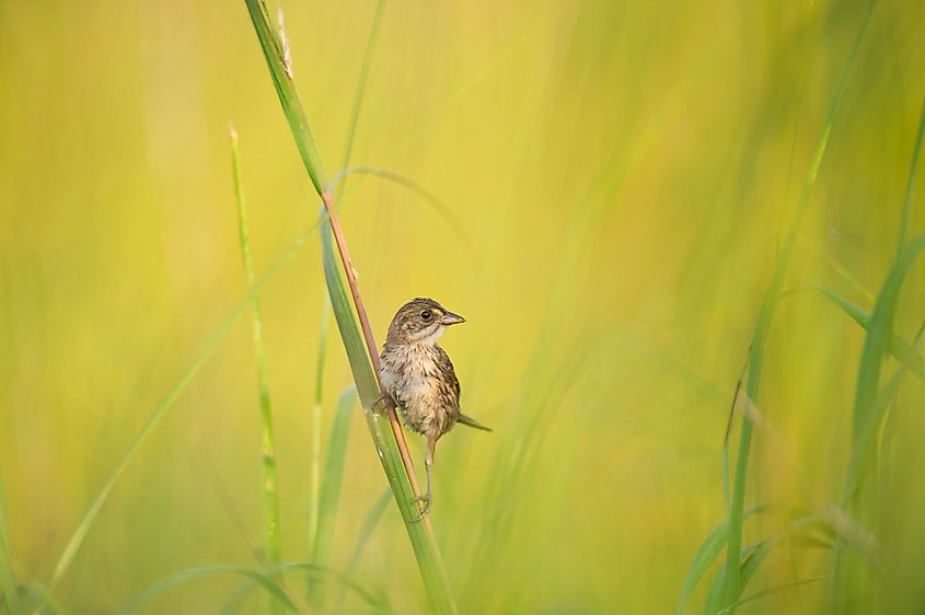 Seaside Sparrow
