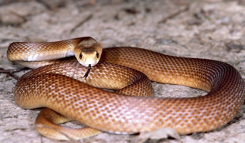 Coastal Taipan with tongue flicking