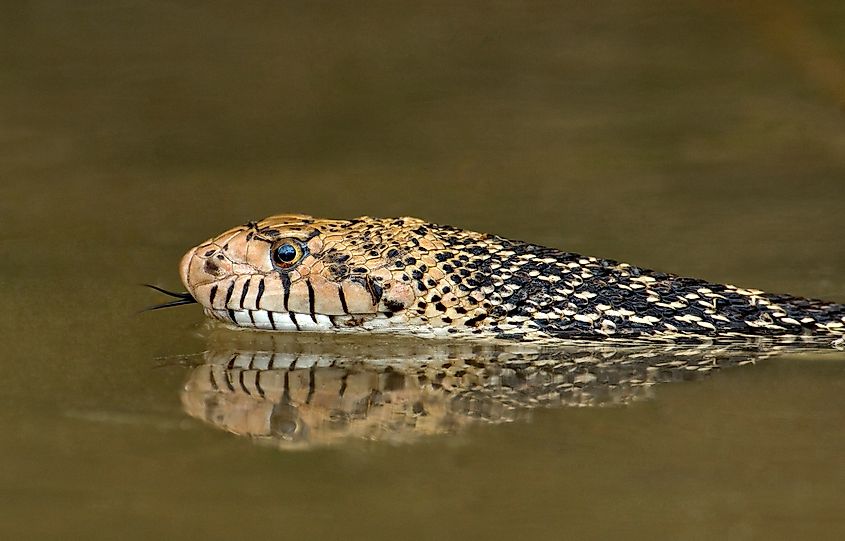 A bullsnake swimming.