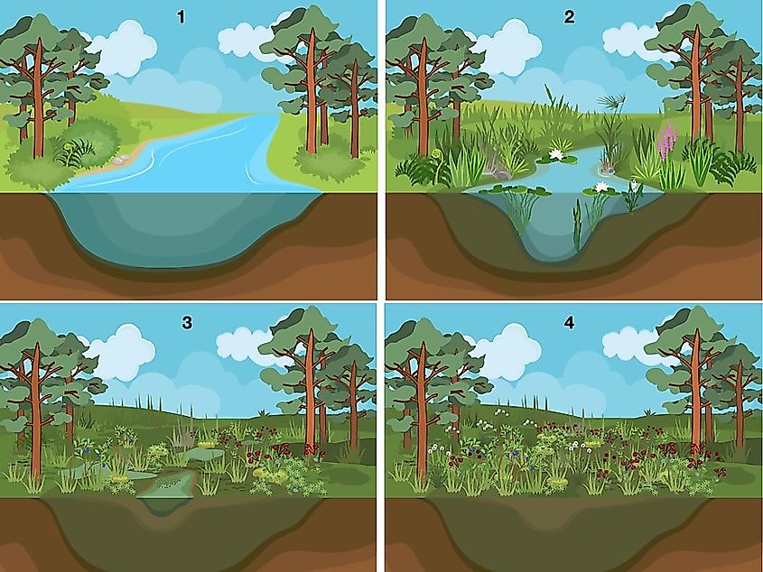 What Is Ecological Succession WorldAtlas