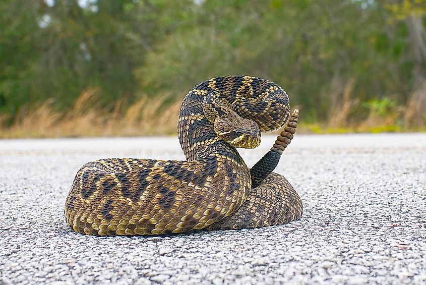 Eastern Diamondback Rattlesnake (Crotalus adamanteus) in a striking pose, facing the camera with its body coiled and head raised.