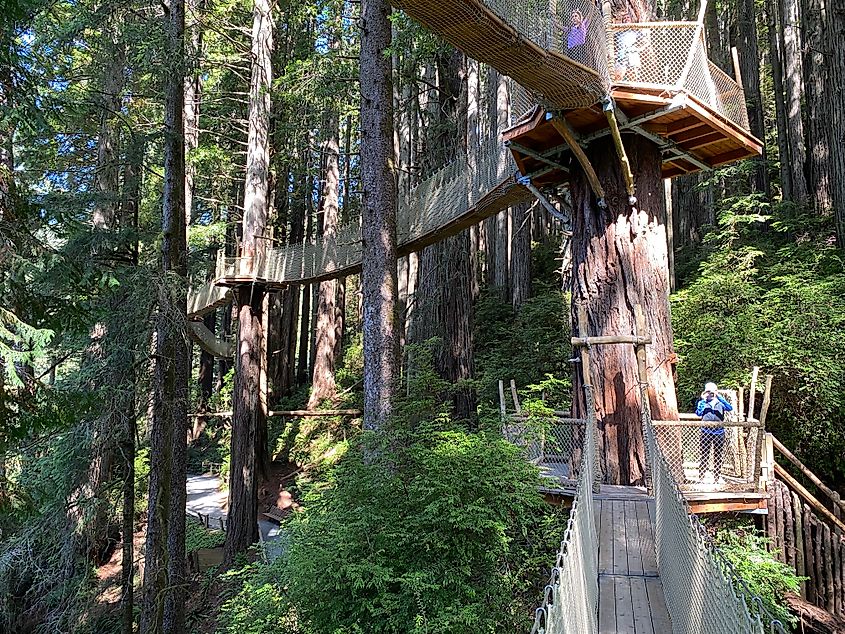 A series of suspension bridges connects a forest of towering redwoods.