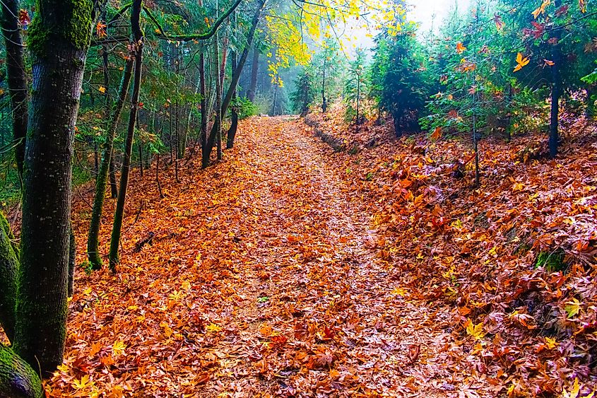 The Santa Cruz Mountains are adorned with vibrant fall leaves