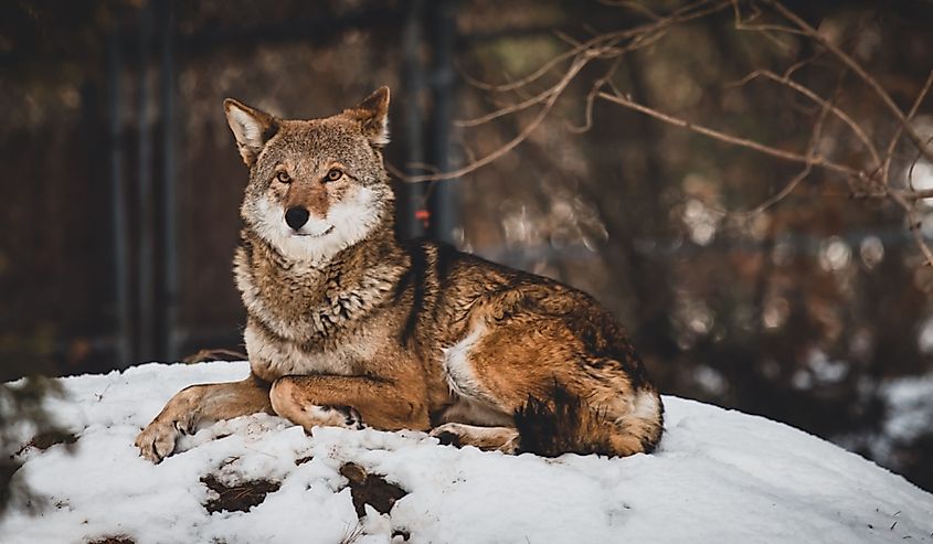 Red wolf in the snow