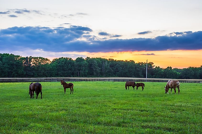 Horses grazing in a peaceful rural field at sunset in Central New Jersey