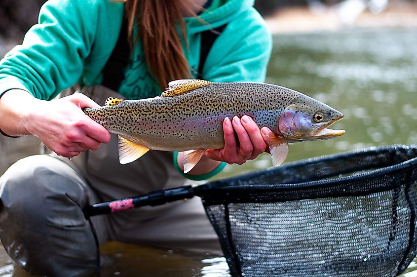 Rainbow trout.