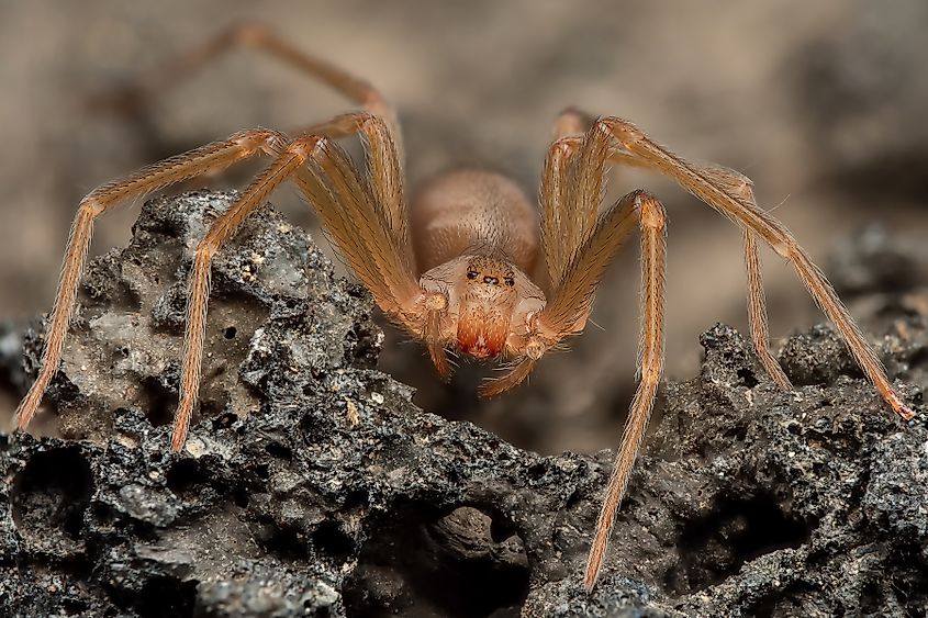 Brown recluse spider, in its wild habitat.