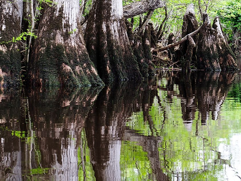 Three Sisters Swamp off the Black River in Sampson County, North Carolina.