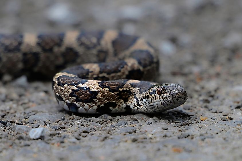 Eastern milk snake (lampropeltis triangulum triangulum)