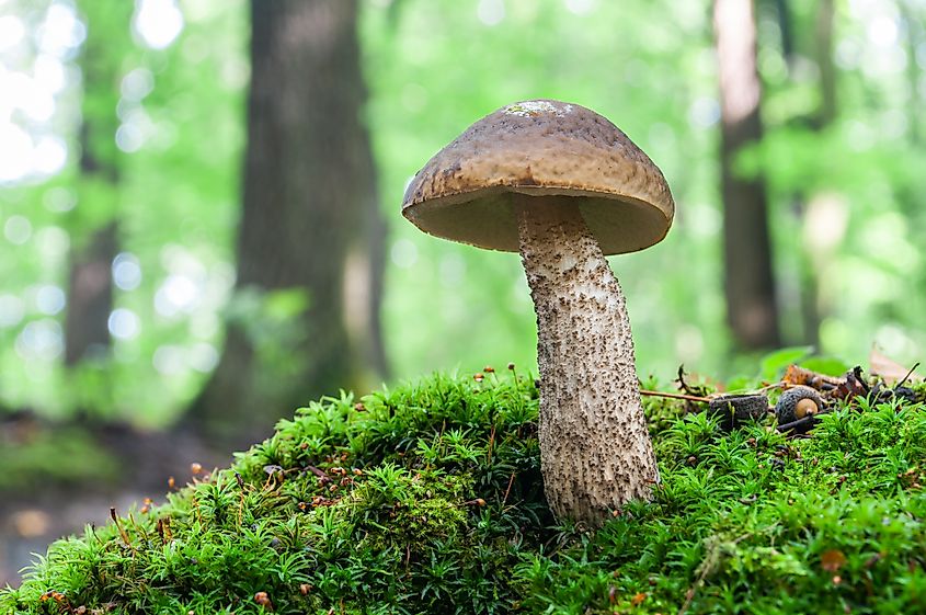 A mushroom, the fruiting body of a soil fungus, growing among forest moss.