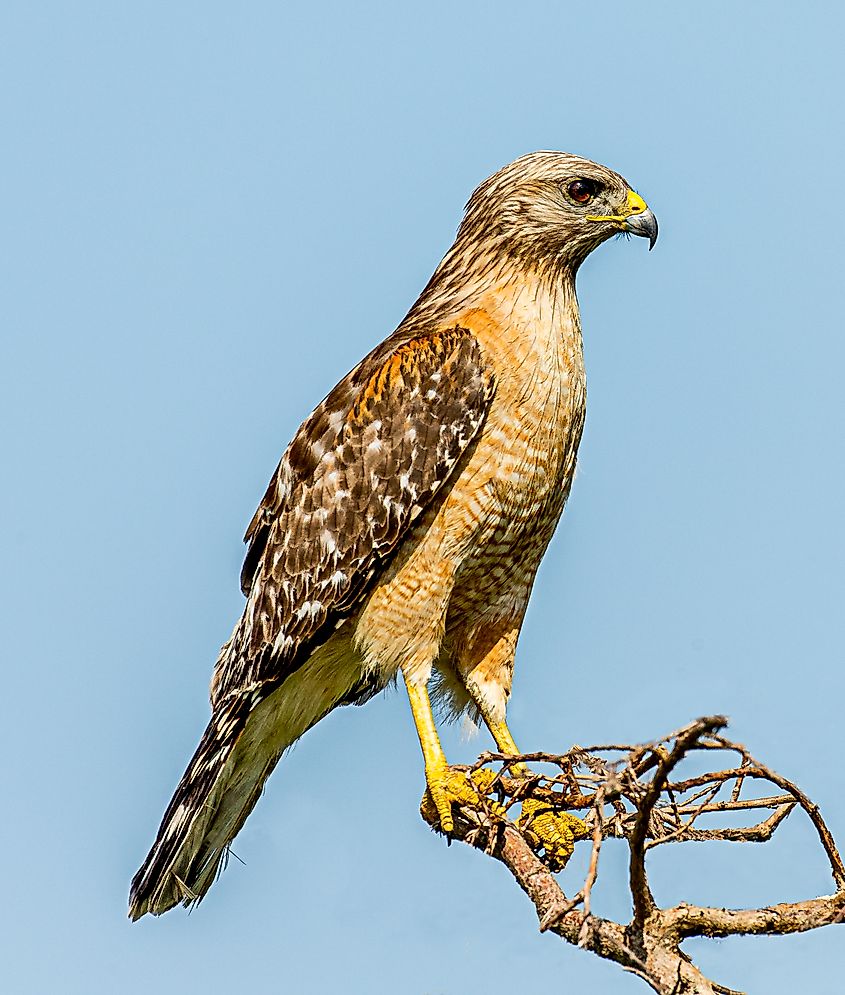 Red-shouldered hawk. In Wikipedia. https://en.wikipedia.org/wiki/Red-shouldered_hawk By Andy Morffew, CC BY 2.0, https://commons.wikimedia.org/w/index.php?curid=62001259