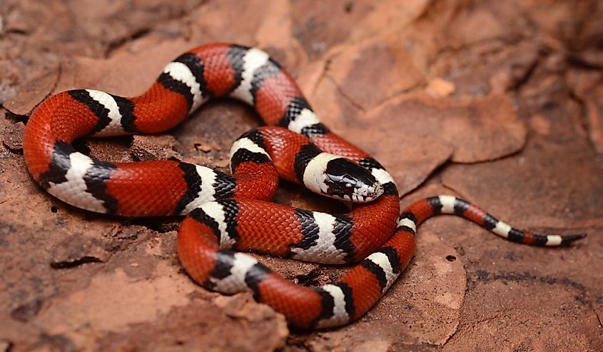 Louisiana Milk-snake found after a fall cold-front blew through southeast Texas.