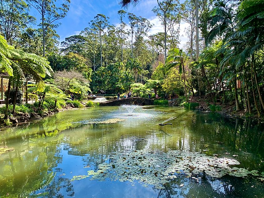 Tamborine Mountain. In Wikipedia. https://en.wikipedia.org/wiki/Tamborine_Mountain By Kgbo - Own work, CC BY-SA 4.0, https://commons.wikimedia.org/w/index.php?curid=92233284