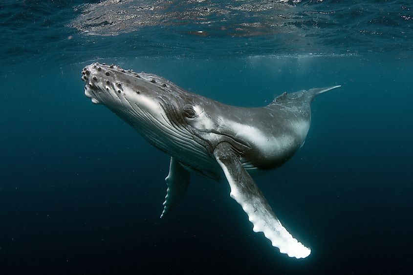 Humpback whale calf