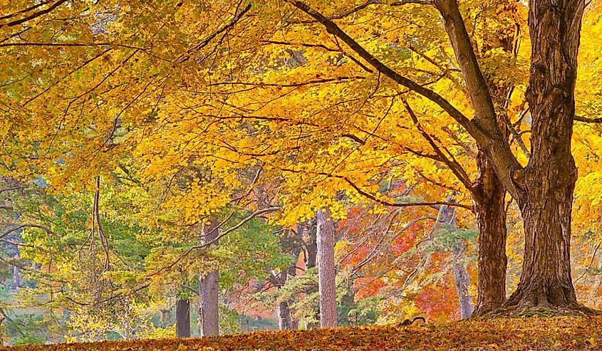 Colorful autumn landscape, sunny day in park. Bernheim Arboretum and Research Forest near Louisville, Kentucky.