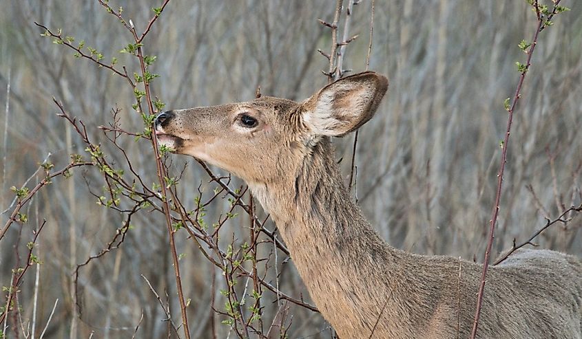 White Tailed Deer at Sunset on the Connecticut Shoreline