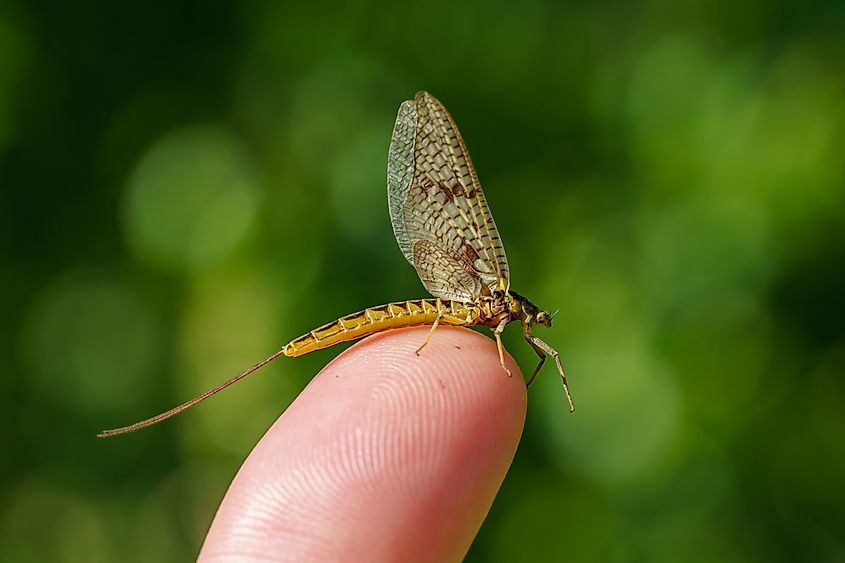 Close up of a beautiful Mayfly with textured wings.