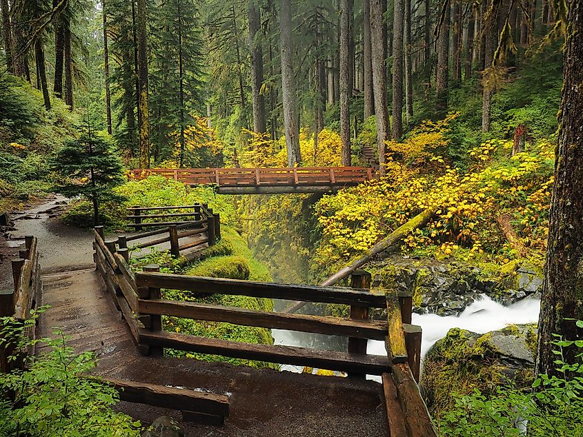 Lush green landscape of the Hoh Rainforest in Olympic National Park.