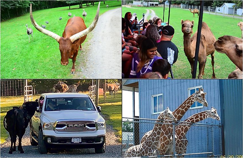 Animals in the Adirondack Animal Land, via 