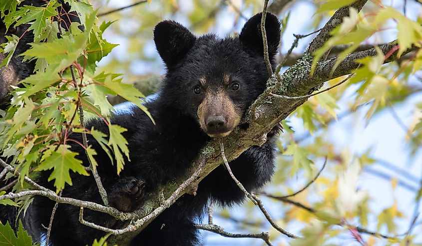 Brown Bears in a tree in New Hampshire.