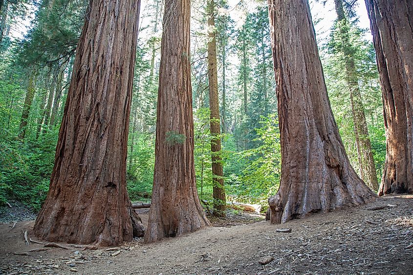 Giant sequoias in Yosemite National Park