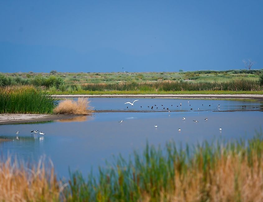 Stillwater National Wildlife Refuge near Fallon, Nevada