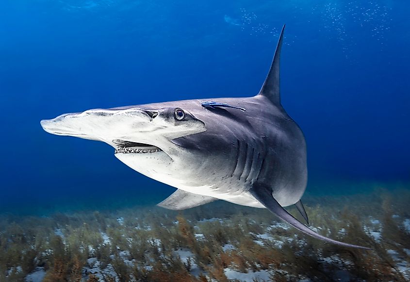 Eye level with a great hammerhead shark (Sphyrna mokarran).