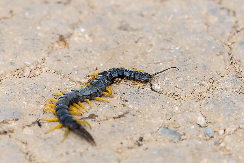 A common desert centipede.