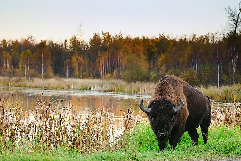 Elk Island National Park Alberta Canada